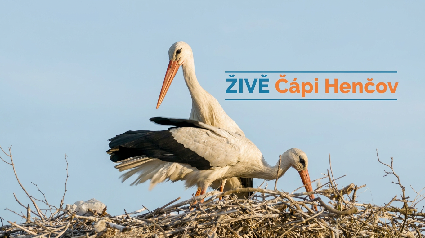 ČÁPI Z HENČOVA ŽIVĚ! Podívejte se, co se děje v čapím hnízdě